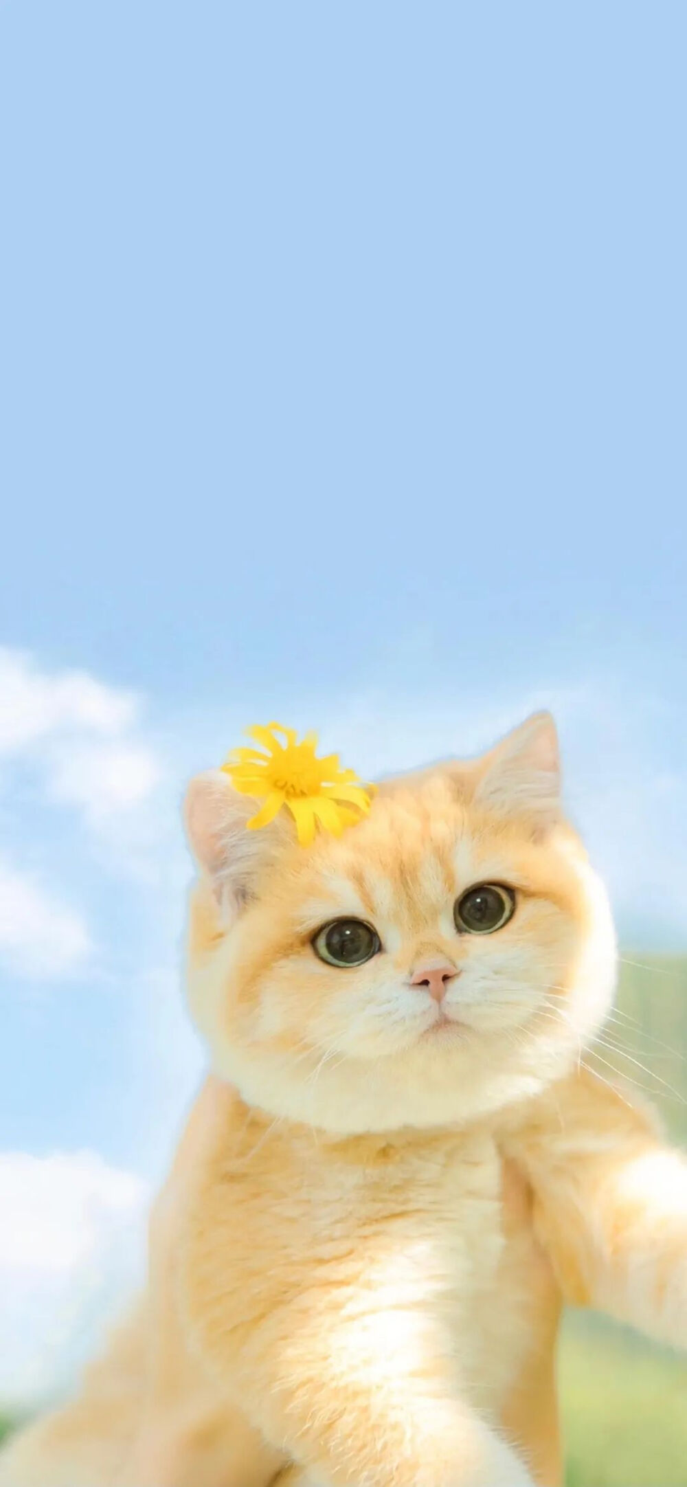 小清新壁纸丨可爱猫咪墙纸